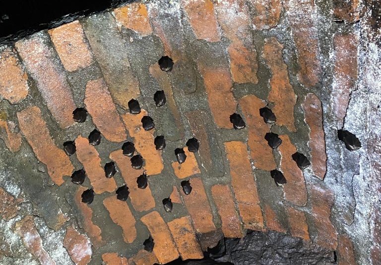 Rare lesser horseshoe bats roosting in a South Wales tunnel