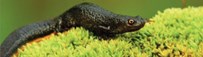 The great crested newt
