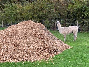 A llama standing in front of a pile of leaves

AI-generated content may be incorrect.