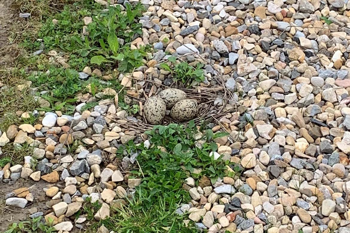 Oystercatcher nest