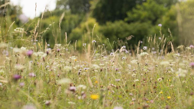 We’re working with The Wildlife Trust to boost biodiversity