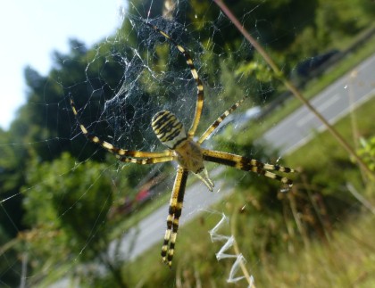 Wasp spider