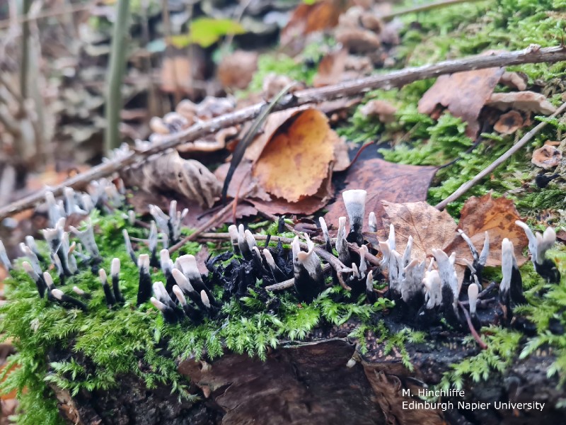 Candlesnuff fungus growing from deadwood piles left after maintenance work on the Williamwood Road overpass. Copyright M Hinchliffe, Edinburgh Napier University