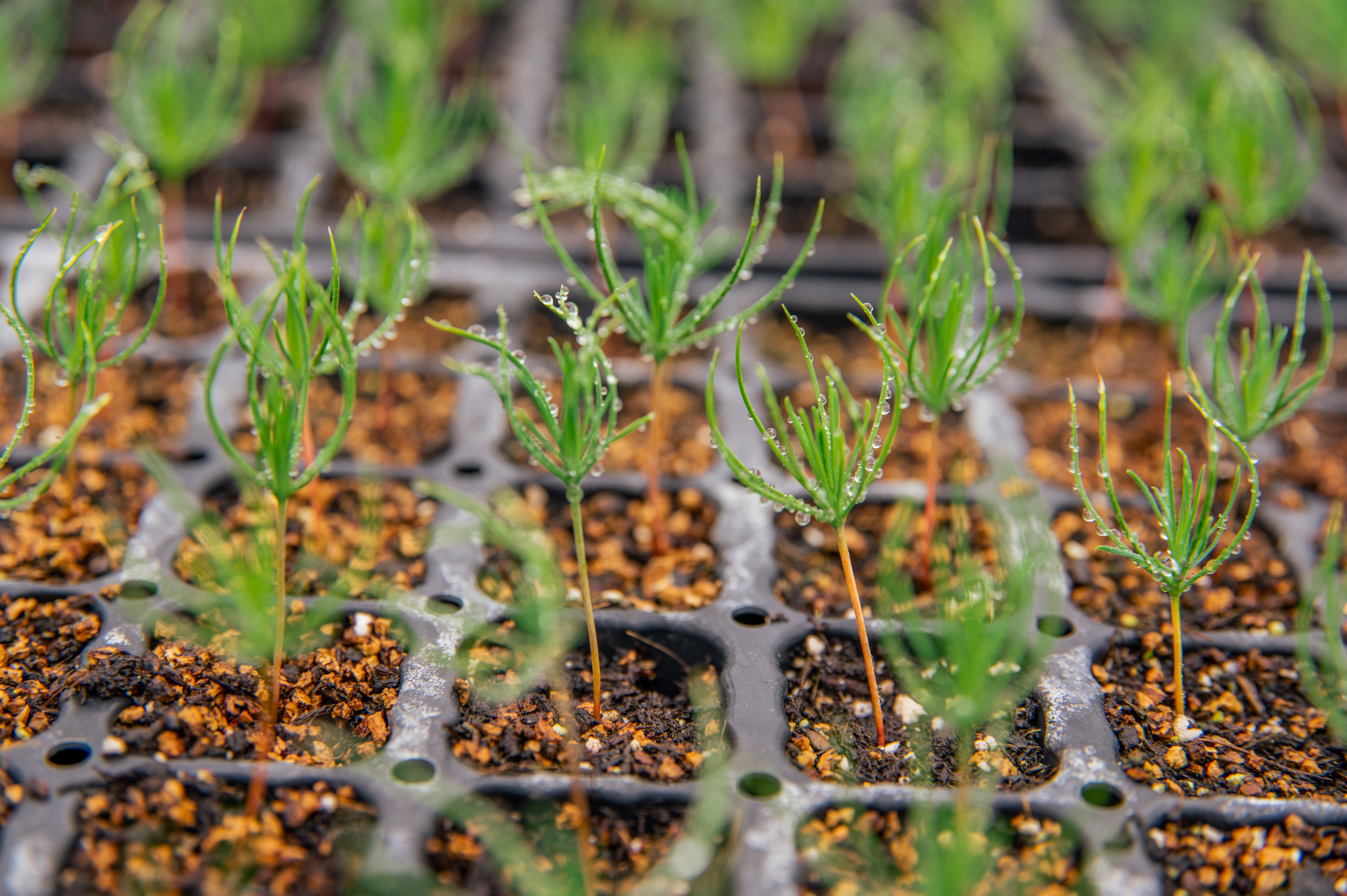 Bareroot seedlings  growing at the Arundel nursery