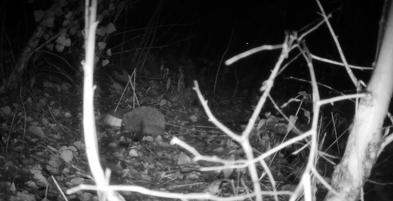 A hedgehog spotted on site