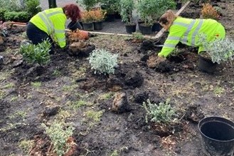 planting shrubs and plants