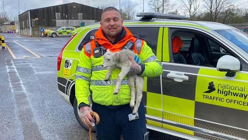 Would ewe believe it! How hunt for lost sheep drove traffic officers baa-rmy