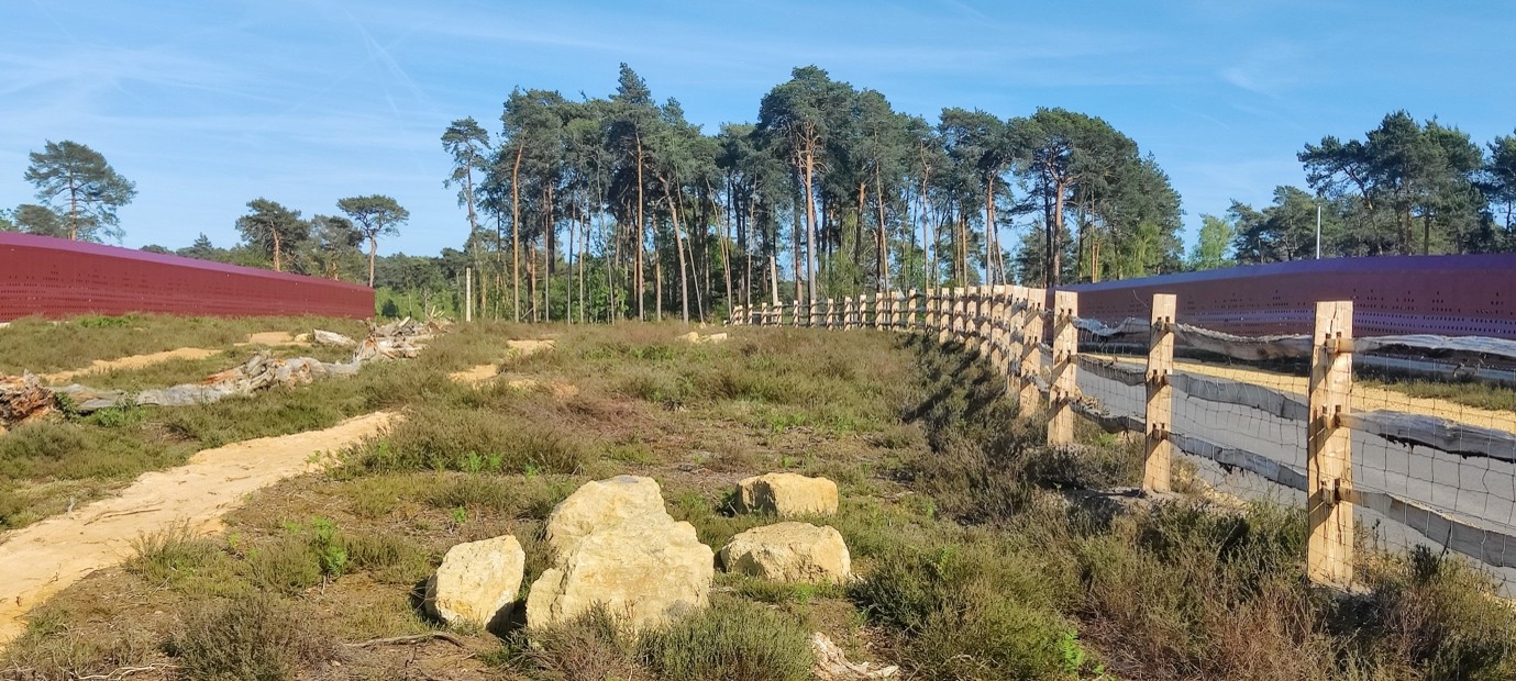 The UK’s first heathland green bridge reconnects the commons either side of the A3, and provides a natural and safe corridor for wildlife.