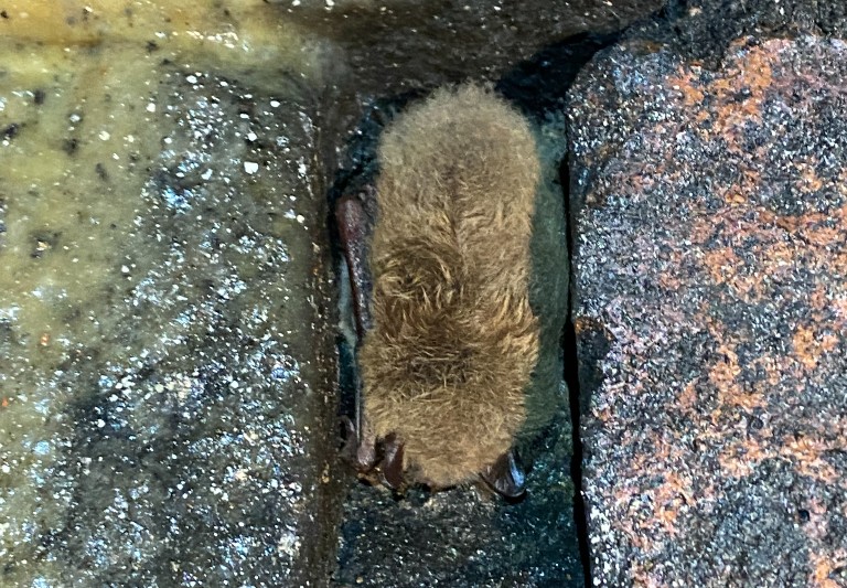 Daubenton bat nestled in tunnel brickwork in Oxfordshire