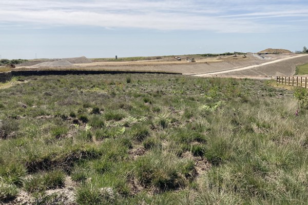 Biodiversity work progressing as part of eco drive behind Cornwall’s major A30 road upgrade