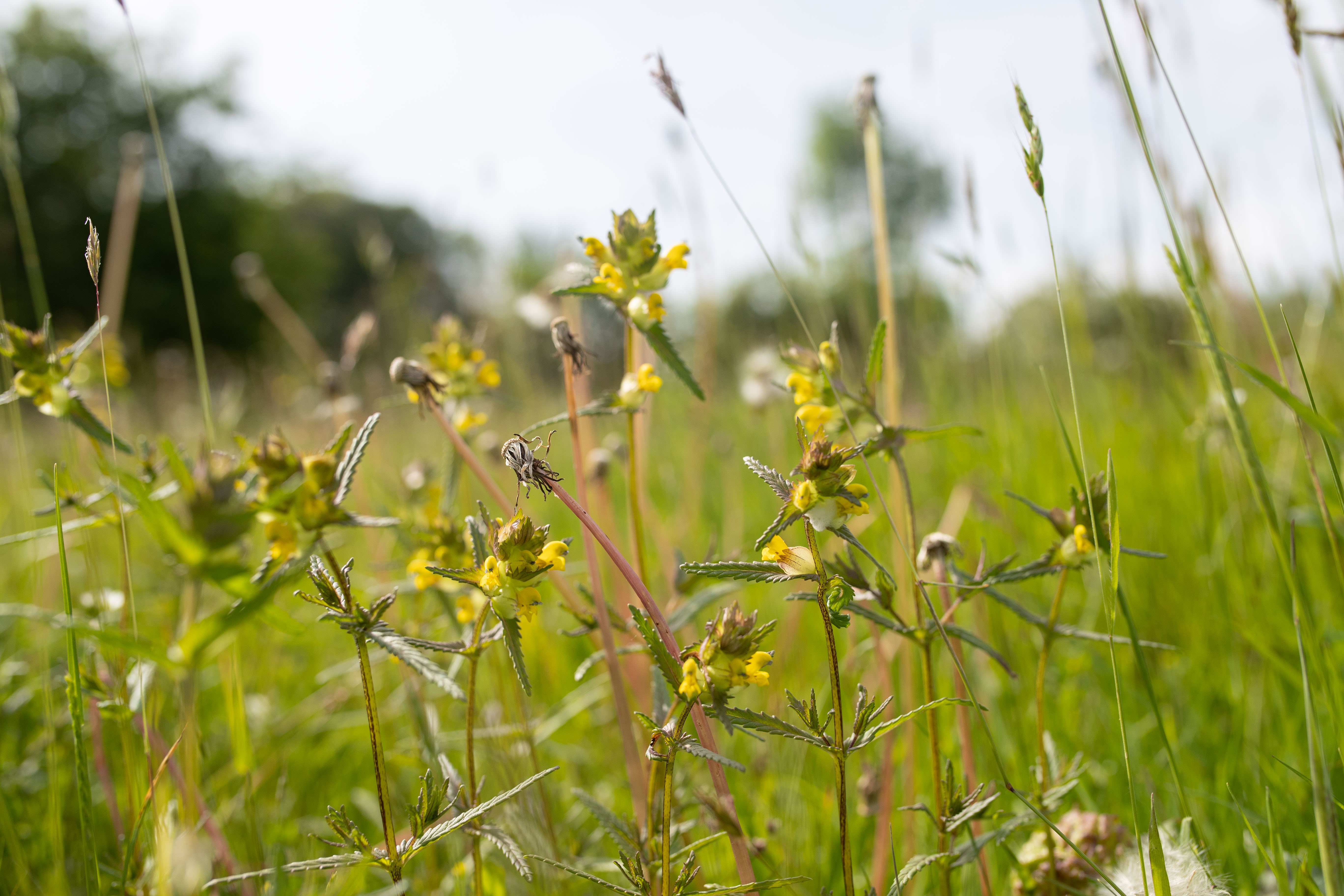Yellow Rattle flowers at Warren Farm, Hereford