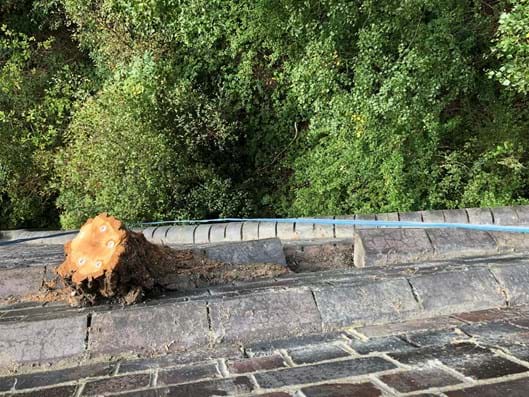 Tree stump in brickwork on Crigglestone Viaduct