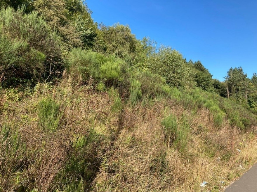 Scrub planting along the A500 shared cycle/footpath. Source: site visit September 2024