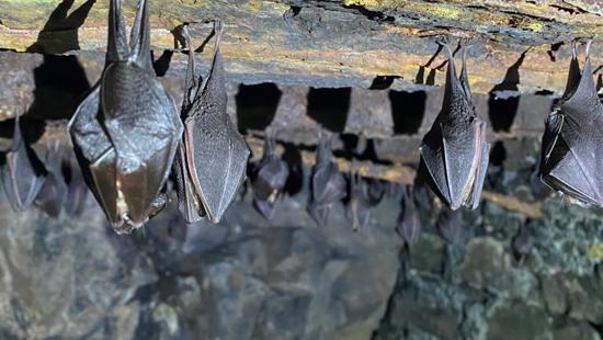 New data shows bat populations thriving on Historical Railway Estate