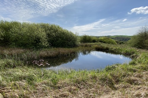 Pond created as natural habitat