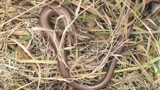 Why did the grass snake cross the road? Reptiles moved to new habitats as part of Cornwall A30 upgrade