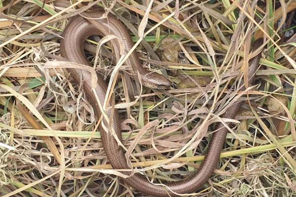 Why did the grass snake cross the road? Reptiles moved to new habitats as part of Cornwall A30 upgrade