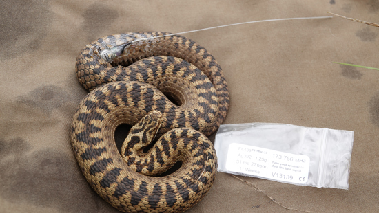 Reptiles continue to thrive following major project relocation