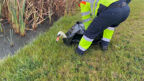 Confused swan surviving on a wing and a prayer until traffic officers swoop in