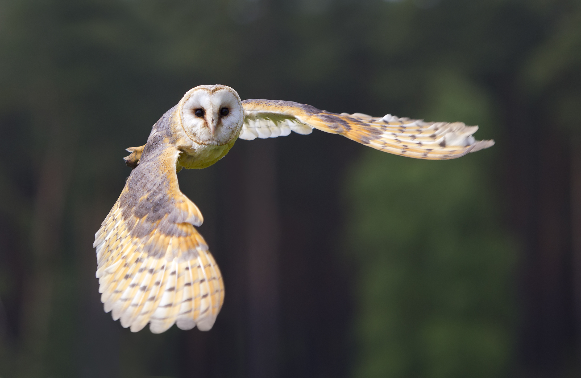 Barn owl in flight