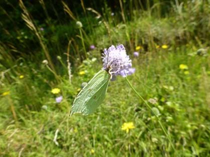 Brimstone butterfly on a Scabious flower