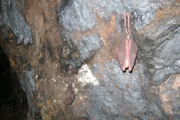 To the bat cave! National Highways supporting bats living alongside the A303