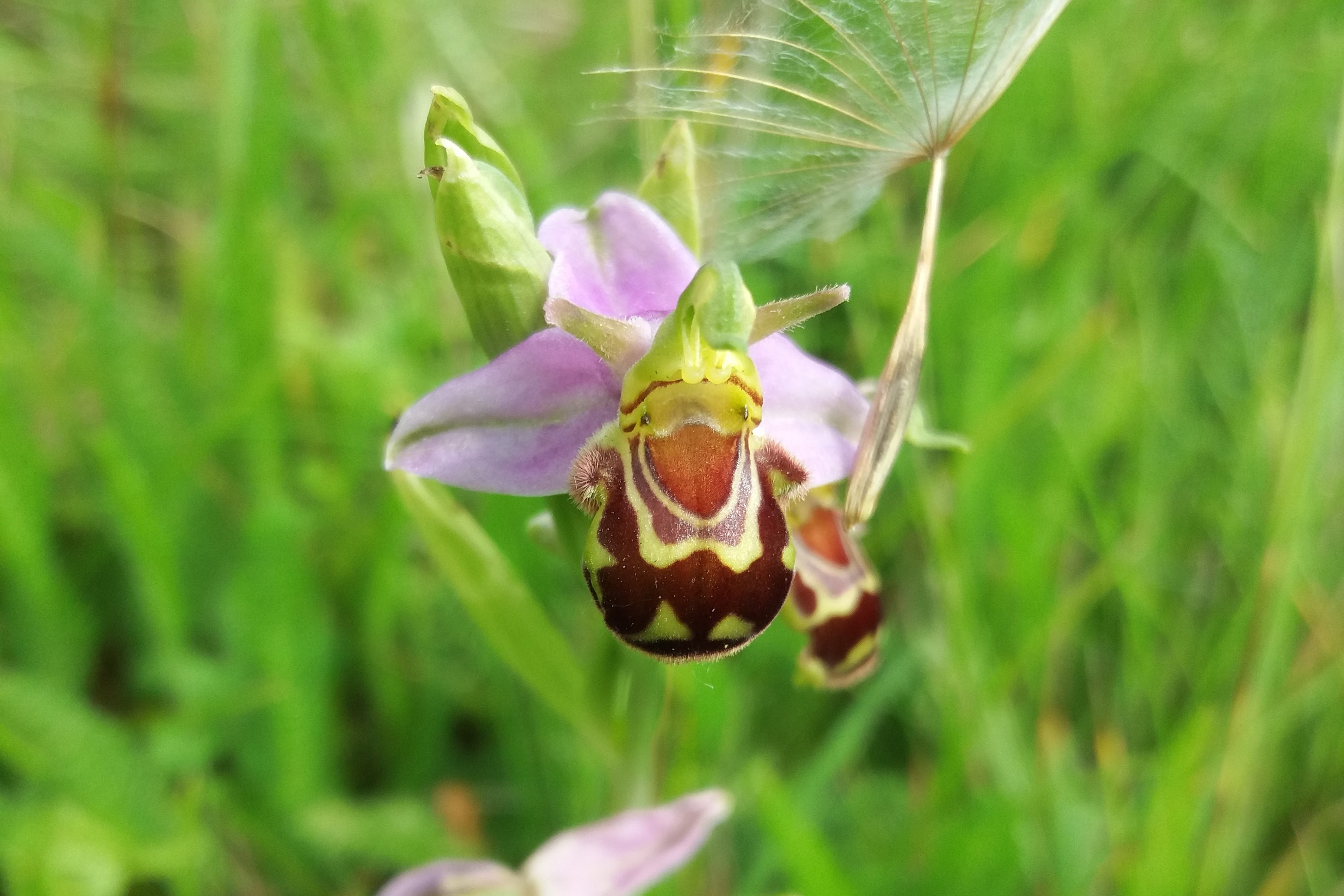 Bee Orchids